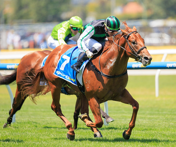 Exciting Blue Diamond Prelude Win For Street Boss Colt Closer To Free - Image Grant Courtney