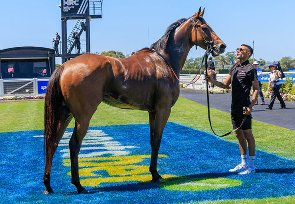 $60,000 Yearling Purchase Magnaspin Takes His Earnings Past $1m! Image Grant Courntey