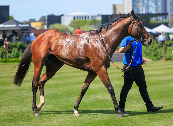 Trainers Tony And Calvin McEvoy Would Lovev To Aim Options At The G1 VRC Derby - Image Grant Courtney