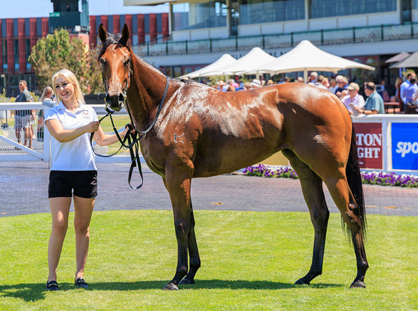 Streisand Is Now The Shortest Price Filly In The G1 Blue Diamond Market - Image Grant Courtney