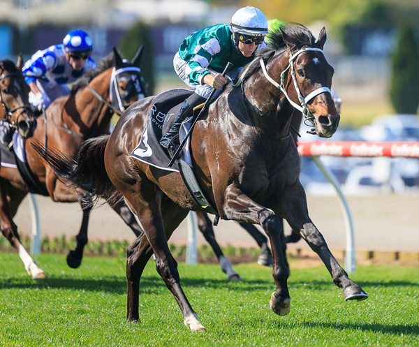 Sensational Return For Angel Capital Winning the Listed Chautauqua Stakes - Image Grant Courtney