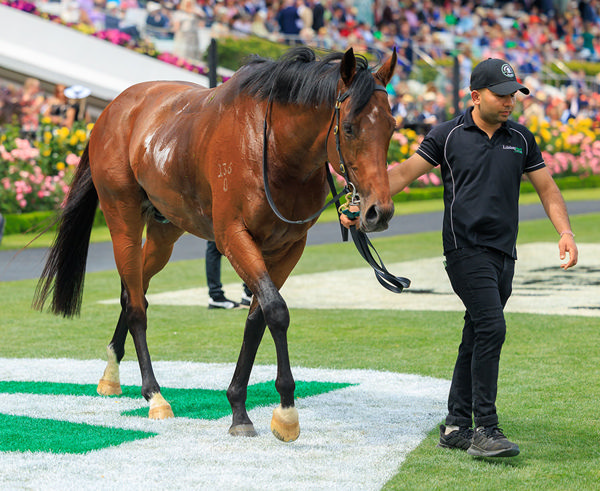 Apulia Could Be Headed West During The Summer For The G2 Perth Cup - Image Grant Courtney