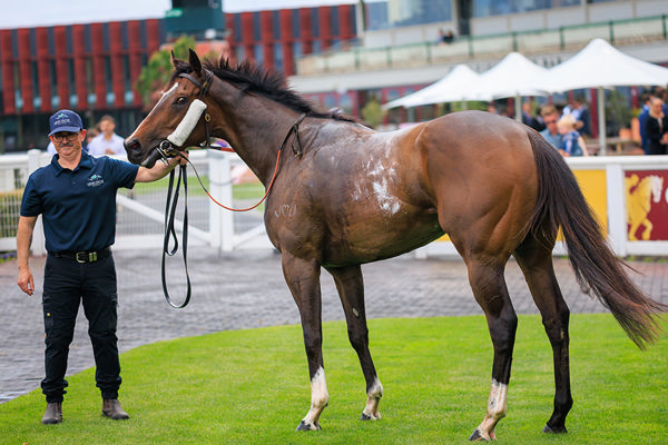 Different Gravy has more in store and his trainer Henry Dwyer can certainly execute a plan! - image Grant Courtney