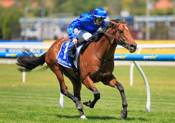 Three Consecutive Stakes Wins For Ciaron Maher's Ghaiyyath colt Observer - Image Grant Courtney