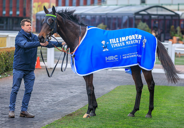 Too Darn Discreet Is One Of 27 Stakes Winners For Darley's Too Darn Hot - Image Grant Courtney