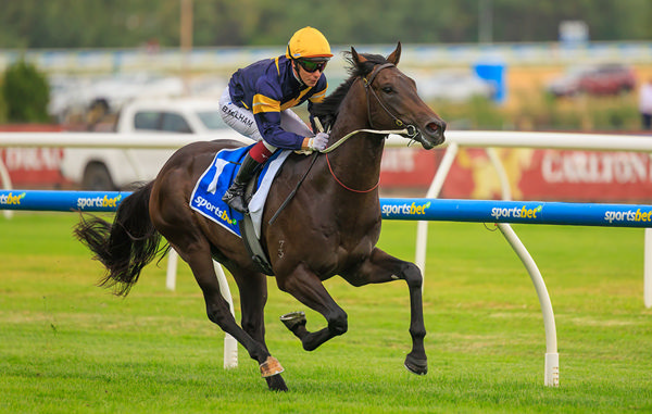 Unbeaten Bivouac Colt Big Sky Raced Into G1 Blue Diamond Equal Favouritism - Image Grant Courtney