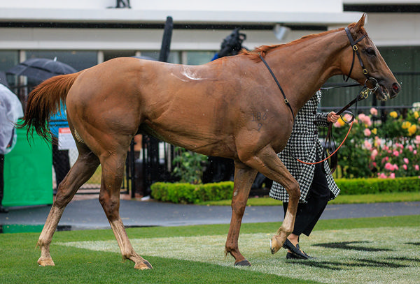 Saturday's Win Took Giga Kick's Earnings To $14.8m - Image Grant Courtney