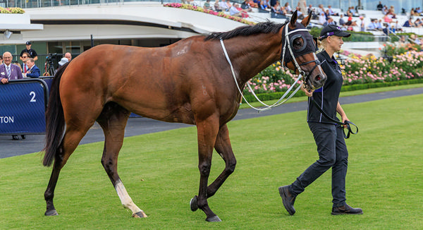 Could the G1 Australian Cup (2000m) be on the cards for Birdman - Image Grant Courtney