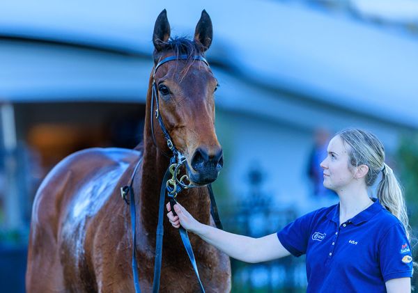 Trainer Tony Gollan may now consider sending Boomtown Boss to the G2 Bobbie Lewis Quality in September - image Grant Courtney