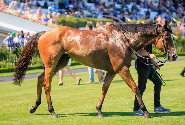 The 5yo Gelding Is One Of 85 Stakes Winners For His Sire Not A Single Doubt - Image Grant Courtney