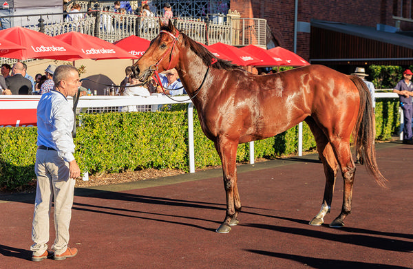The Inflictor Is The Second Stakes Winners For G1 Stradbroke Hcp Winner Under The Louvre - Image Grant Courtney