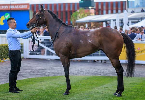 Being Out Of An Oaks Winner, Gollan Feels He Should Get Further - Image Grant Courtney