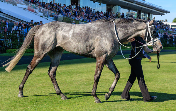 Who Doesn't Love A Grey - Especially One With Just 51kgs In The Melbourne Cup - Image Grant Courtney