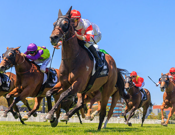 A Likely Start In The G1 Oakleigh Plate Is Now On The Agenda - Image Grant Courtney