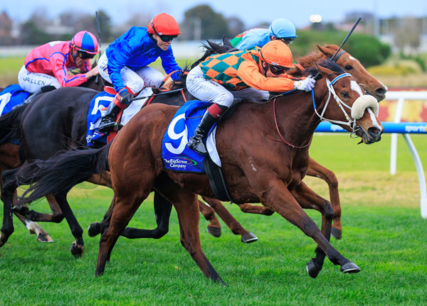 Consecutive Black Type Wins Sees Bridal Waltz A Valuable Commodity - Image Grant Courtney
