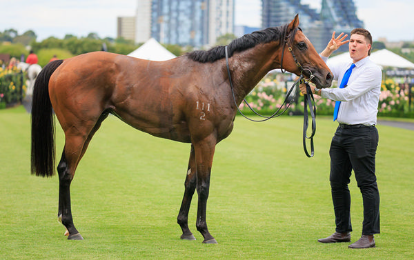 Plenty of options as to where the star colt heads next - Image Grant Courtney