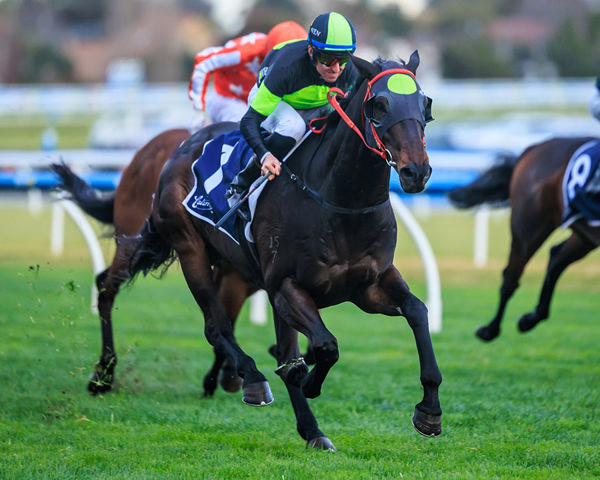Wow - Thirteen Wins, Seven At Black Type, $12.3m In Earnings - Image Grant Courtney