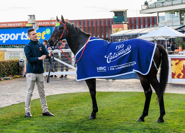 Age Surely Hasn't Wearied This 8yo - Image Grant Courtney