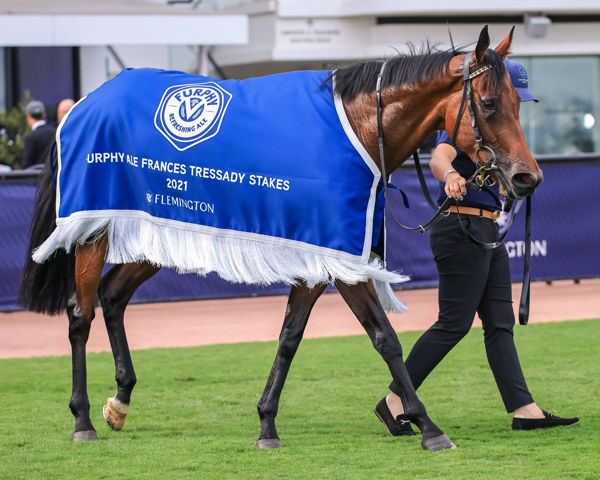 Chaillot after winning the Frances Tressday (image Grant Courtney)