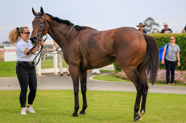 We Could See Jenni The Fox Head North For The Lucrative Magic Millions Race Day - Image Grant Courtney