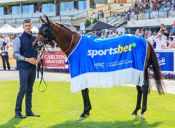 A Justify Half-Brother To Topicus Will Be Offered By Tyreel Stud at This Year's Inglis Easter Yearling Sale - Image Grant Courtney