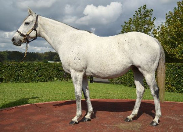 A grey like her great-granddam Emancipation, Raid was a $380,000 Inglis Easter Broodmare purchase