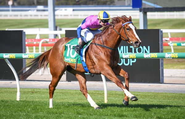 Rainbiel won the Listed Black Pearl at Geelong for her previous connections - image Racing Photos