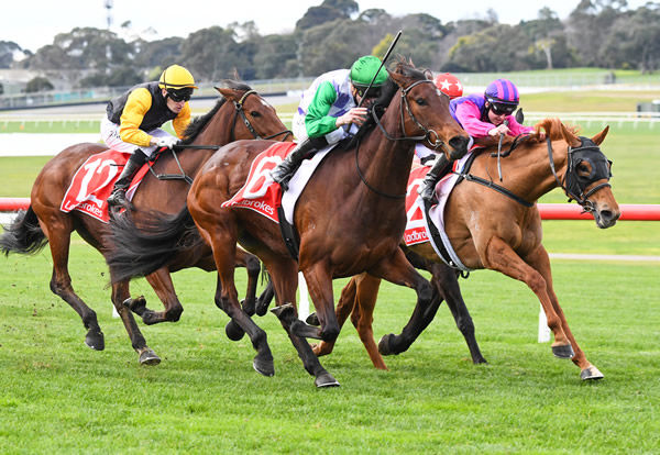 Rapid Achiever goes two for wo at Sandown - image Pat Scala / Racing Photos