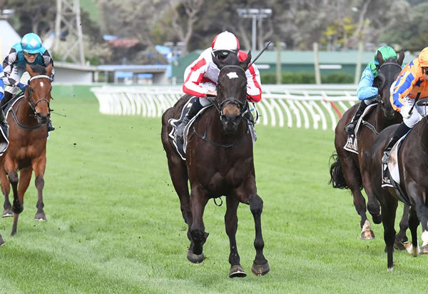 Dual stakes winner Read About It.  Photo: Peter Rubery (Race Images Palmerston North)