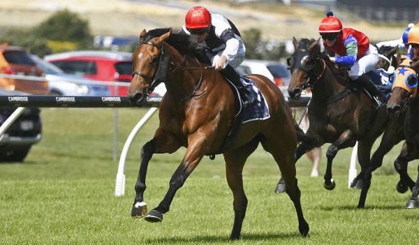 Real Class winning the Gr.2 Sir Patrick Hogan Stakes (2000m) at Ellerslie on New Year’s Day.   Photo: Kenton Wright (Race Images)