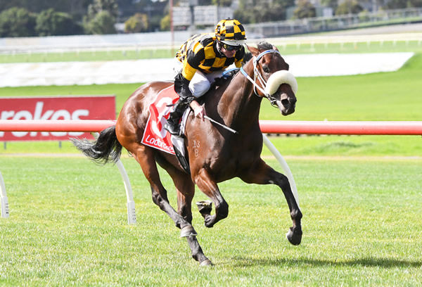 Rebel's Choice wins ta Sandown - image Pat Scale / Racing Photos