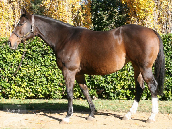 Rebel Sister had been at stud for 10 years when purchased by Baramul Stud