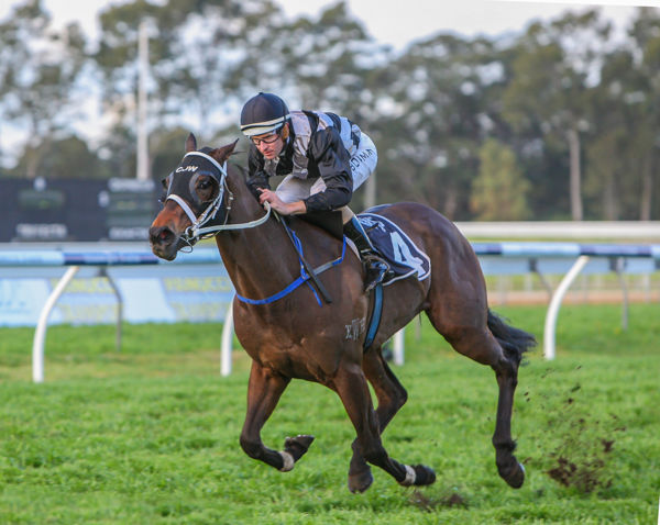 Red Tracer ploughs through the mud in Toy Show Quality at Warwick Farm image Mark Smith