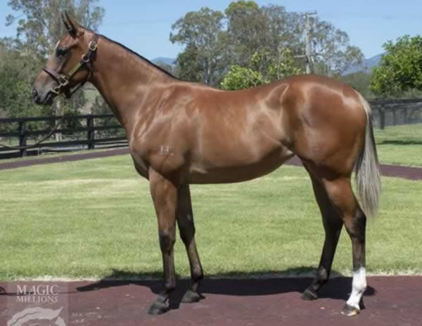 Redoute's Image as a yearling