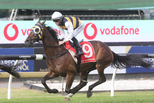 Regal Lion will contest the Gr.1 Australian Derby (2400m) at Randwick on Saturday. Photo: Trish Dunell
