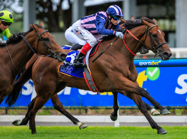 Regal Vow wins her first stakes race in the Listed Lord Stakes - image Grant Courtney