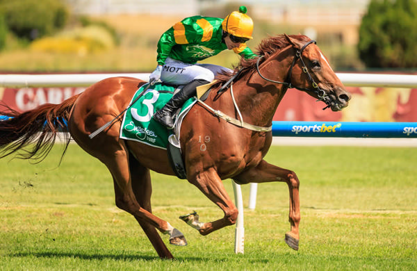 Regal Zeus is tough to run down when he gives a good kick! - image Grant Courtney