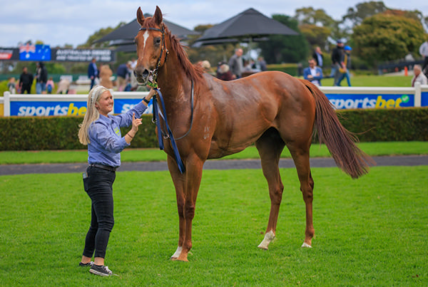 Regal Zeus is a three time stakes-winner - image Grant Courtney 