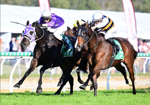 Regal Lion (outside) dug deep to score in the Listed Ipswich Cup (2150m) on Saturday Photo: Grant Peters 
