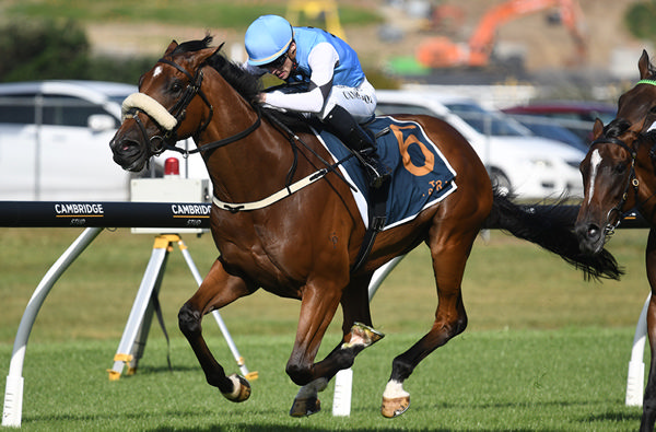 Renegade Rebel will contest the Gr.2 Waikato Guineas (2000m) at Te Rapa on Wednesday.   Photo: Kenton Wright (Race Images)