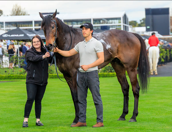 Revelare has earned his shot at the Melbourne Cup - image Grant Courtney