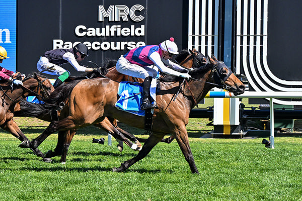 In The Last Bound - Rey Magnerio Wins The G2 Herald Sun Sprint - Image Ryan/Racing Photos
