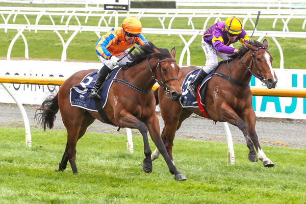 Rhetorical (NZ) is first up on the DoubleTree by Hilton Karaka Million 2YO (1200m) Order of Entry. Photo: Race Images South.