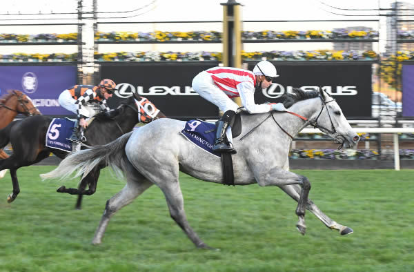 Right to Party scores a valuable Black Type win at Flemington - image Brett Holburt / Racing Photos