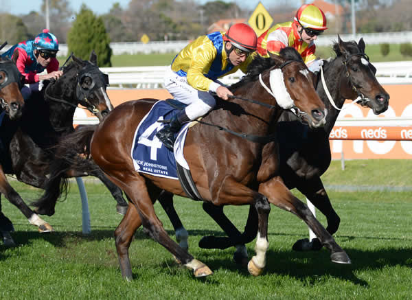 Right You Are wins his third  race in a row at Caulfield - image Ross Holburt Racing Photos