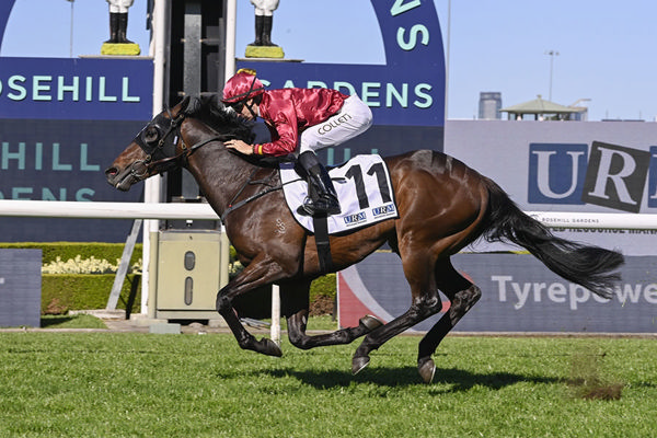 Lovely Victory For 3YO Too Darn Hot Colt Ripley - Image Bradley Photos