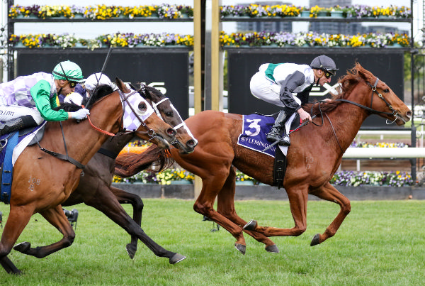 Rise At Dawn lead throughout to land the VRC Season Premiere Race Day Plate (1620m). Photo: Bruno Cannatelli