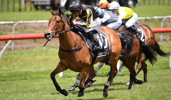 Darren Danis drives Rising Star to victory in the Laser Plumbing Waihi Beach 3YO (1400m) at Tauranga. Photo: Kenton Wright (Race Images)