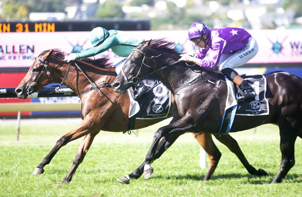 Robusto (inner) out-finishes Sound to take out the Gr.2 Wallen Concreting Avondale Cup (2400m) Photo Credit: Trish Dunell