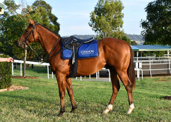 Robusto has come through the Coolmore breaking and education program.